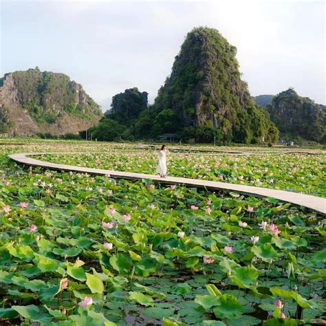 paysage serein d'un étang de lotus à Ninh Binh