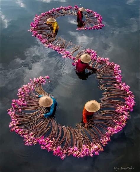 touristes observant la récolte des lotus dans un environnement préservé
