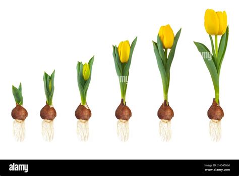 Photo macro d'un bulbe de tulipe en terre montrant les racines et le bourgeon principal