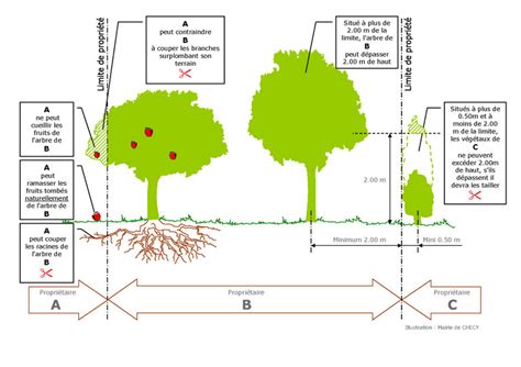 Schéma explicatif des distances de plantation selon le Code civil