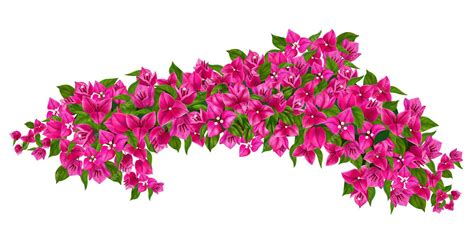 Illustration détaillée de la structure d'un bougainvillier montrant les bractées colorées entourant les petites fleurs blanches