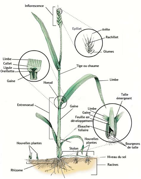 Schéma illustrant la structure racinaire des mélanges de graminées (ray-grass et fétuque)