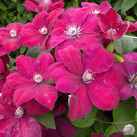 Clématite Rouge Cardinal en pleine floraison
