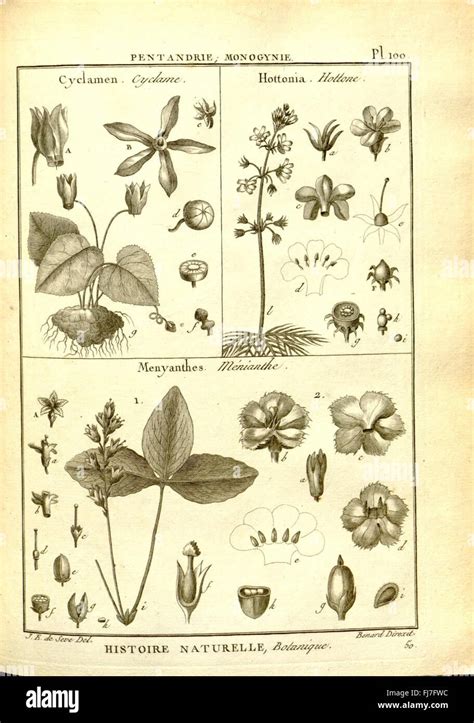 Illustration botanique de l'Hibiscus cannabinus L.