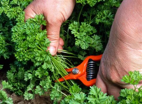 Récolte du persil avec des ciseaux de jardinage