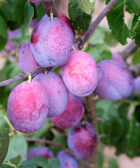 Photo macro d'une prune recouverte de pruine