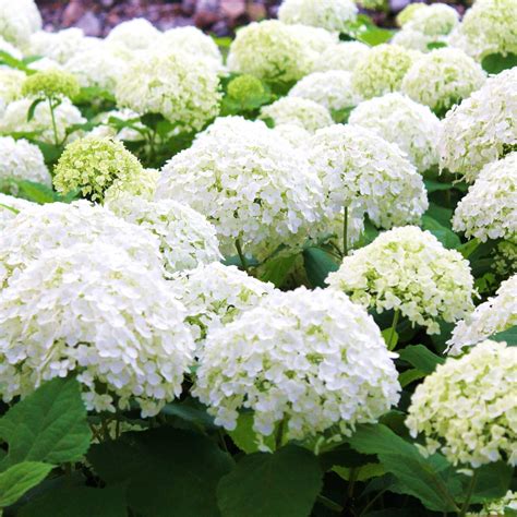 Hortensia blanc en massif