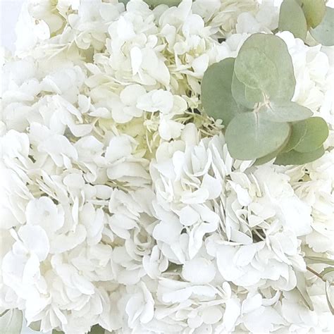 Bouquet d'hortensias blancs secs