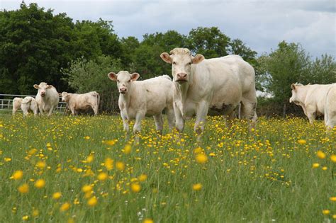Vaches charolaises dans un pâturage de la Nièvre
