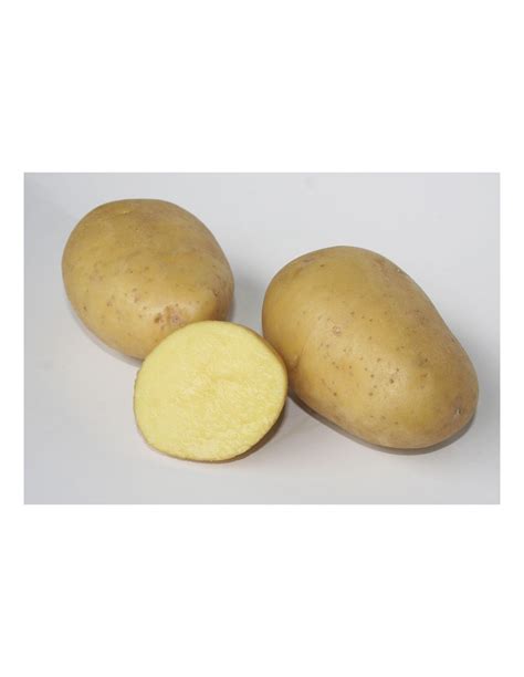 Pommes de terre Aliénor avec peau et chair jaunes