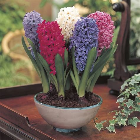 Arrosage modéré d'une jacinthe en pot