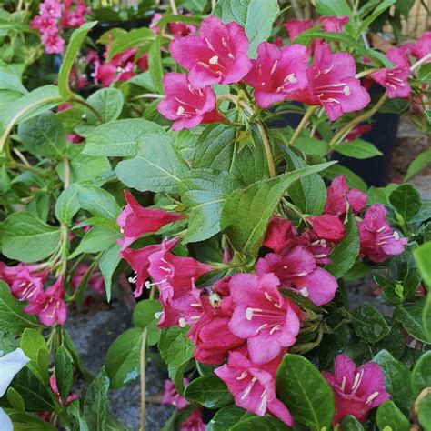 Arbuste Weigela 'Bristol Ruby' en pleine floraison rouge rubis