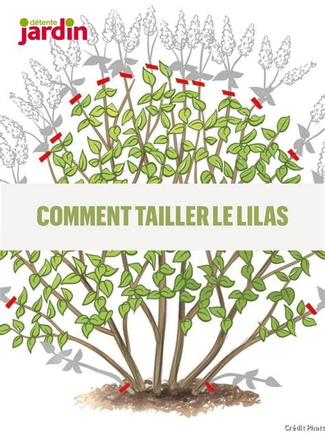 Diagramme illustrant les étapes de la taille après la floraison