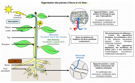 Schéma d'organisation des plantes dans une jardinière brise-vue