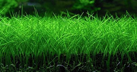 Comparatif visuel des feuilles d'Eleocharis Parvula et d'Hemianthus Cuba