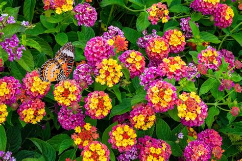 lantana avec feuillage sain et fleurs colorées