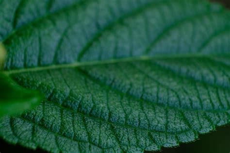 gros plan sur des feuilles de lantana montrant des signes de parasites