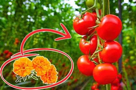 Infographie montrant les associations bénéfiques : Œillet d'Inde et Tomate