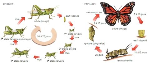 Illustration montrant le cycle de vie des insectes pollinisateurs dans un jardin diversifié