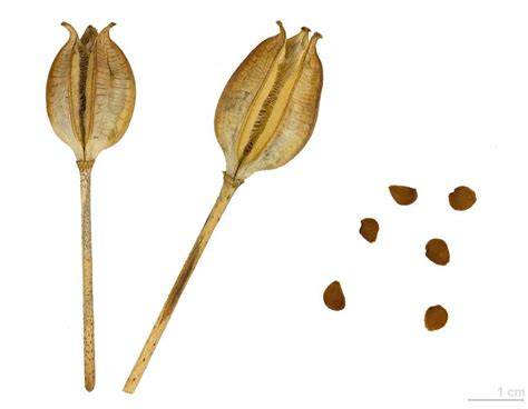 Capsules de graines de tulipes séchées