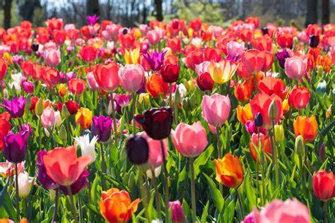 Différentes variétés de tulipes