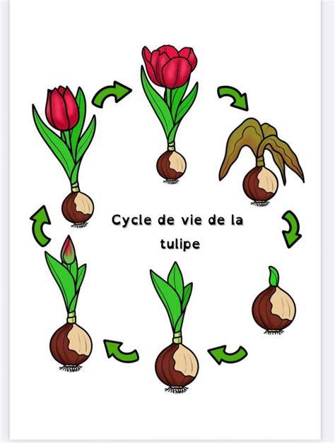 Schéma du cycle de vie de la tulipe