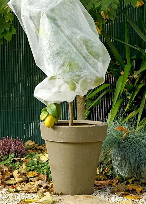 schéma de l'hivernage d'un agrume sous voile de protection