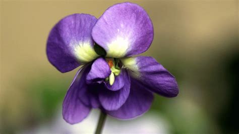 Photo macro d'une fève violette de Saint-Laurent-du-Var dans son gousse