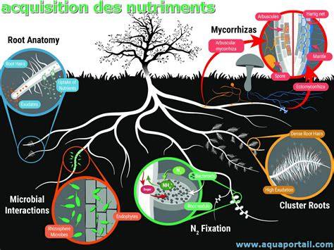 Schéma illustrant l'absorption des nutriments NPK par les racines des arbustes