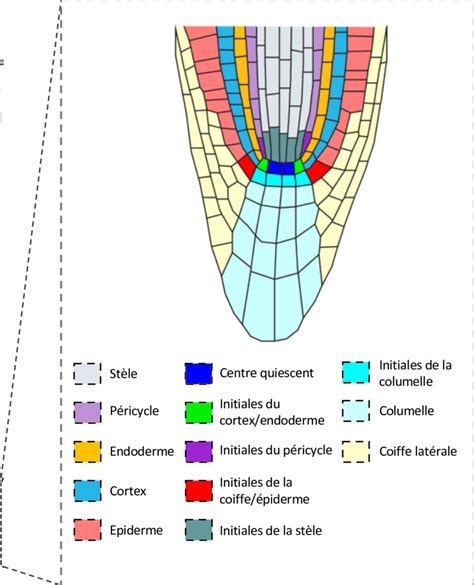 Schéma comparatif montrant la croissance d'Arabidopsis thaliana sur Terre et en microgravité