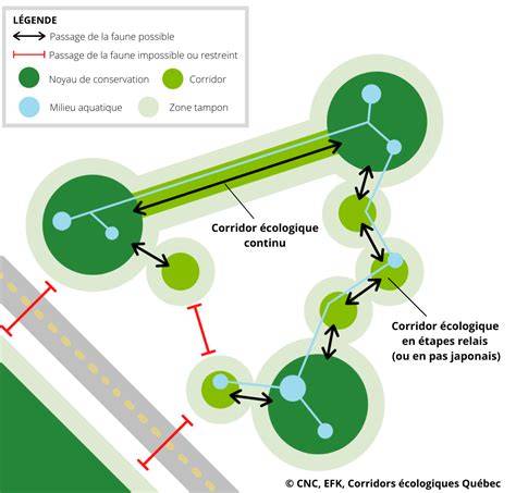 Schéma illustrant le rôle des jachères comme corridor écologique au sein d'une parcelle agricole