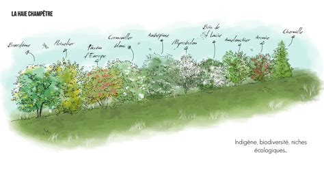 Illustration d'une haie diversifiée protégeant le potager du vent