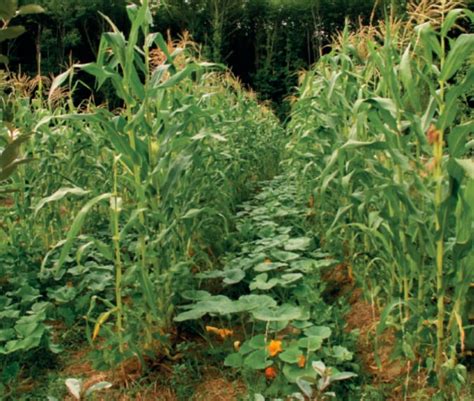 Association de cultures : navets et persil