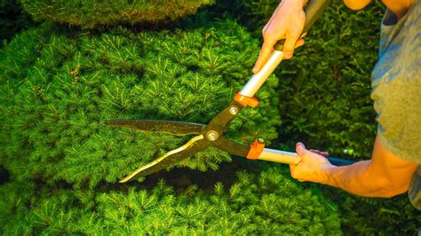 Paysagiste taillant une haie avec une cisaille
