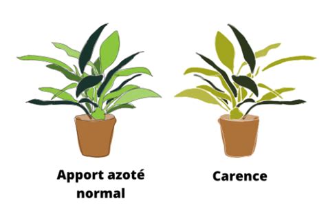 Infographie comparative : Symptômes de carence en azote vs excès d'azote sur feuillage fruitier