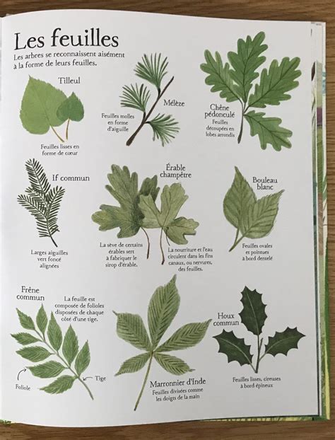 Infographie comparant les feuilles et les fruits de différentes espèces fruitières communes