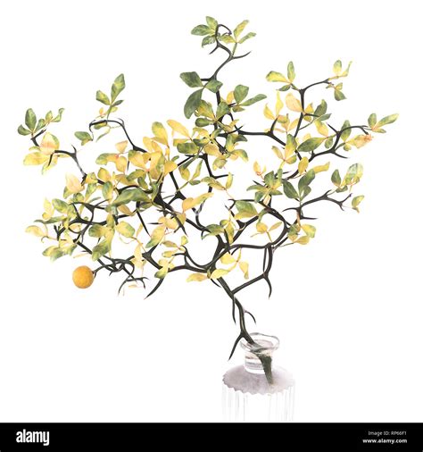 Illustration botanique du Poncirus trifoliata montrant ses feuilles trifoliées et ses épines caractéristiques