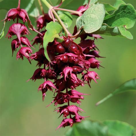 Illustration botanique de Leycesteria formosa montrant ses grappes pendantes et ses baies pourpres