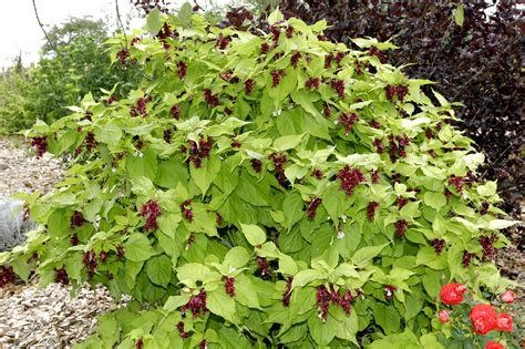 Schéma explicatif de la récolte des baies de Leycesteria par le pédoncule