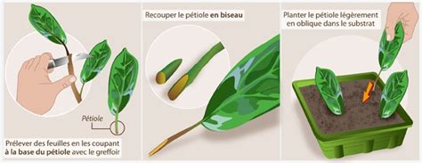 Technique de bouturage de feuille de bégonia posée sur terreau