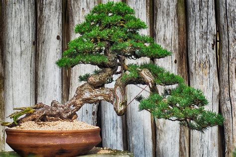 Bonsai en pot