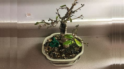 Feuilles de bonsai atteintes de maladie