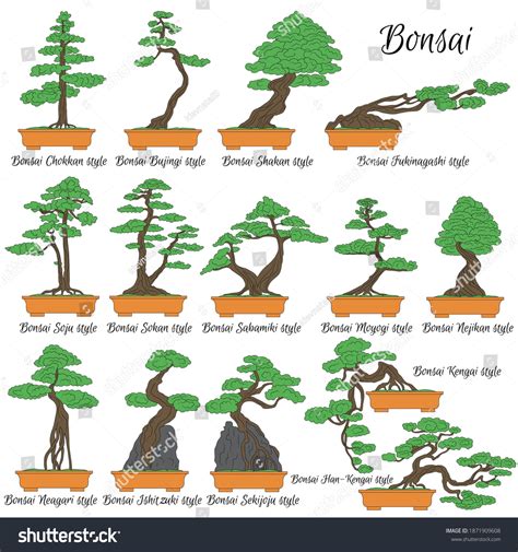 Différentes formes et styles de bonsai