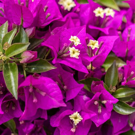 Bougainvillier aux bractées violettes