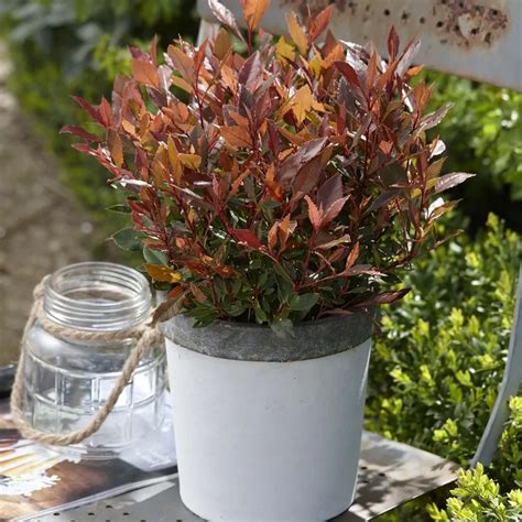 Photinia en pot sur une terrasse