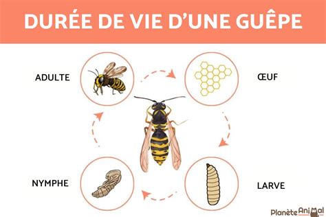 Schéma illustrant le cycle de vie de la guêpe autour d'un composteur domestique