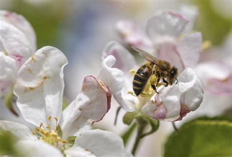 Illustration d'une abeille sur une fleur de pommier