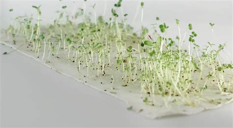 Photo d'un papier ensemencé en cours de germination