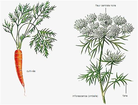 Schéma comparatif des ombelles de la carotte sauvage et des ciguës toxiques