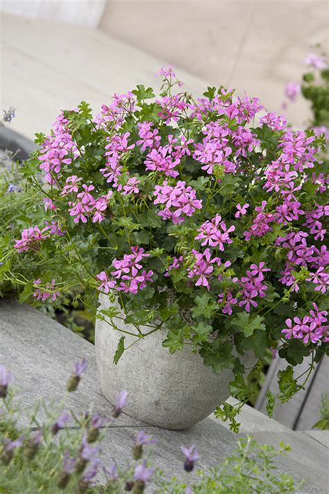 Géraniums lierre en pleine floraison sur un balcon